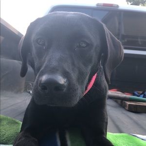 Meet your Posher, Collin